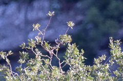 Curruca crassirostris