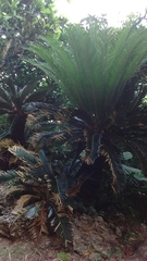 Cycas revoluta