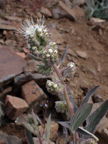 Image of Phacelia heterophylla by (c) Nolan Exe, some rights reserved (CC BY)