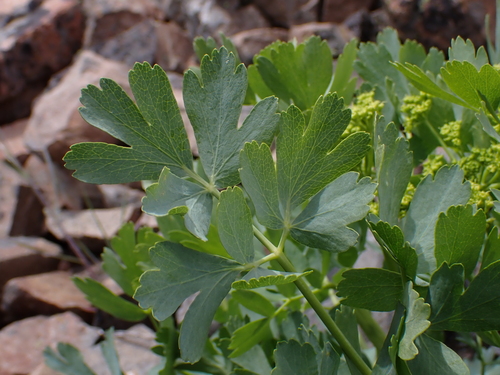 Image of Lomatium californicum by (c) Nolan Exe, some rights reserved (CC BY)