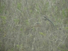 Numenius phaeopus phaeopus