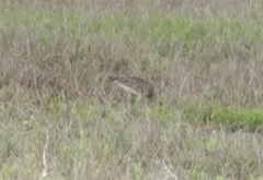 Numenius phaeopus phaeopus