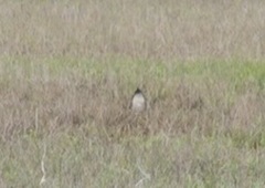 Numenius phaeopus phaeopus