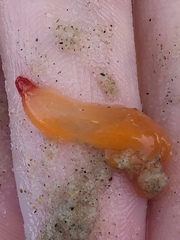 Clione limacina