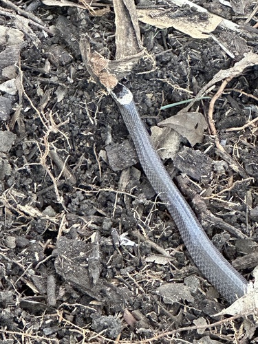 White-crowned Snake sighting