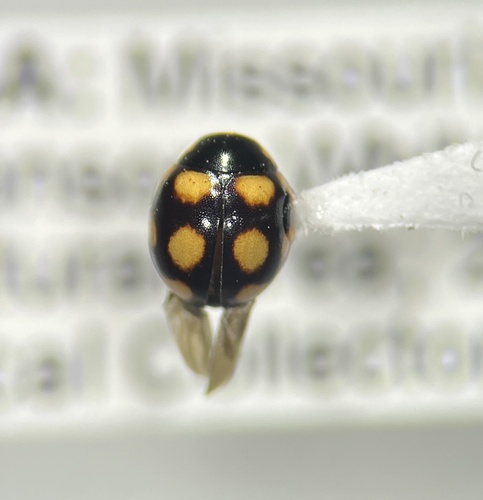 Orange-spotted Lady Beetle photo 3