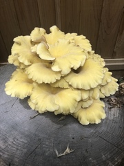Pleurotus citrinopileatus