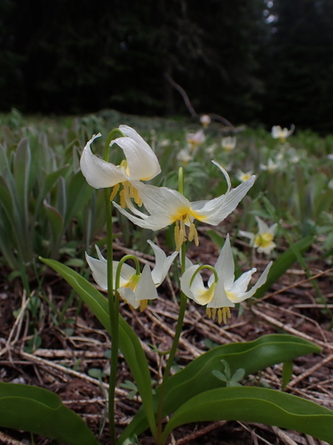 Klamath fawnlily (Erythronium klamathense)