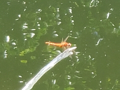 Crocothemis