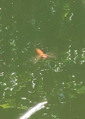 Crocothemis