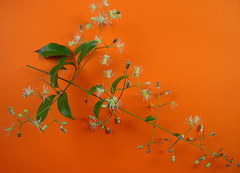 Clematis brasiliana