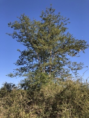 Acacia galpinii image