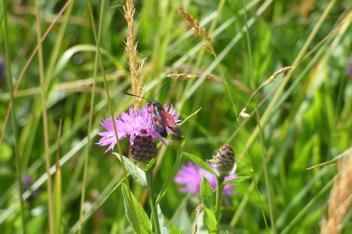 Transalpine burnet moth, 36076 Recoaro Mille VI, Italia, photo 5 of 10