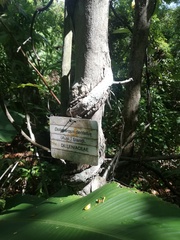 Doliocarpus dentatus