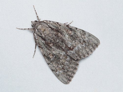 Habilis Underwing photo 6
