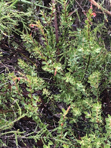 Image of Adenanthos obovatus by (c) Ruth Clark, some rights reserved (CC BY)