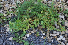 Blitum virgatum
