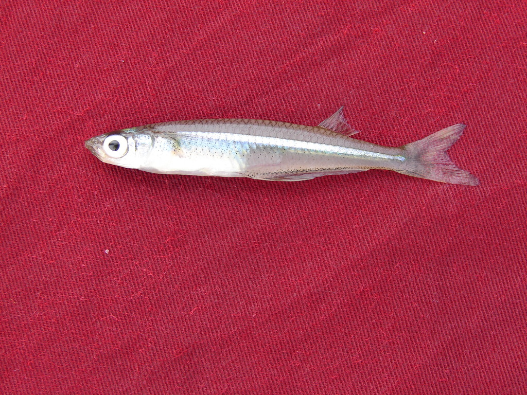 Alvarez silverside (Atherinella alvarezi) — Atherinopsidae