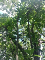 Doliocarpus dentatus