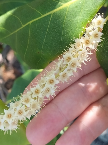 Image of Terminalia muelleri by (c) Matthew Borella, some rights reserved (CC BY)