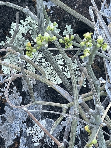 Cynanchum gerrardii