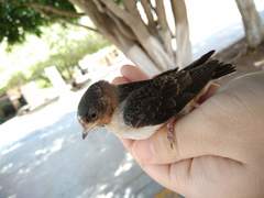 Petrochelidon pyrrhonota