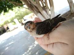 Petrochelidon pyrrhonota