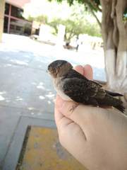 Petrochelidon pyrrhonota