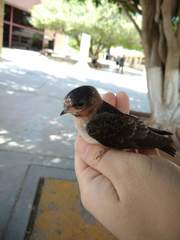 Petrochelidon pyrrhonota