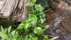 Micranthes odontoloma