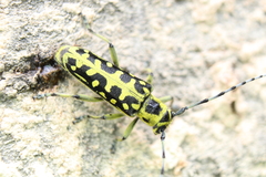 Saperda scalaris