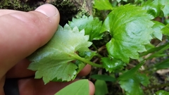 Micranthes odontoloma