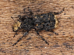 Platyrhinus resinosus