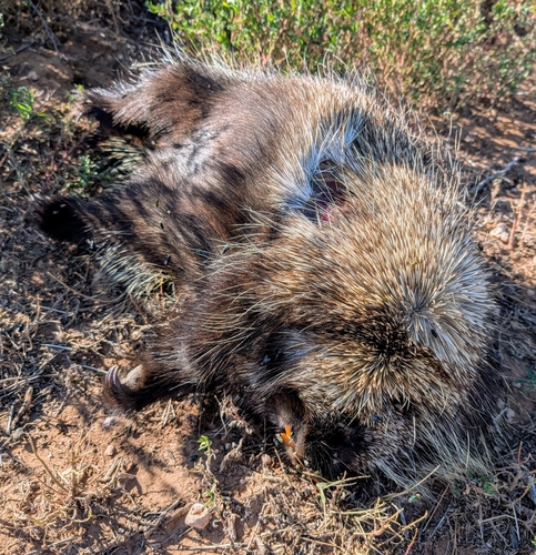 North American Porcupine