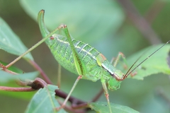 Barbitistes constrictus