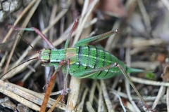 Barbitistes constrictus