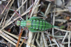 Barbitistes constrictus