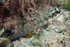 Hyena Blenny photo 1