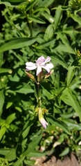 Saponaria