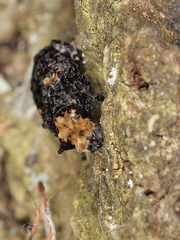 Platyrhinus resinosus