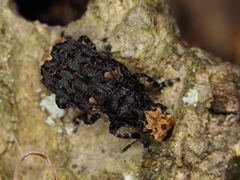 Platyrhinus resinosus