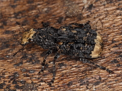 Platyrhinus resinosus