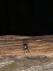 Platyrhinus resinosus
