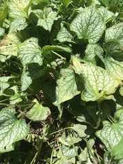 Brunnera