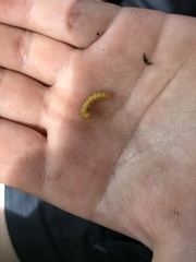 Pristiphora geniculata