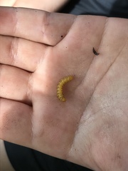 Pristiphora geniculata