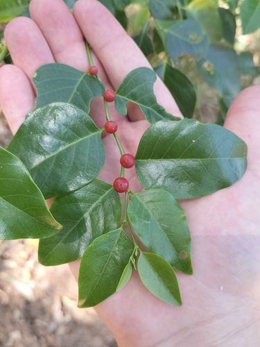 Breynia stipitata, 2024-09-29