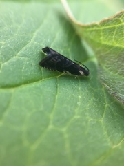 Grapholita angleseana