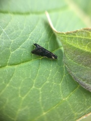 Grapholita angleseana