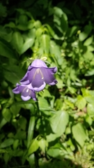 Campanula persicifolia